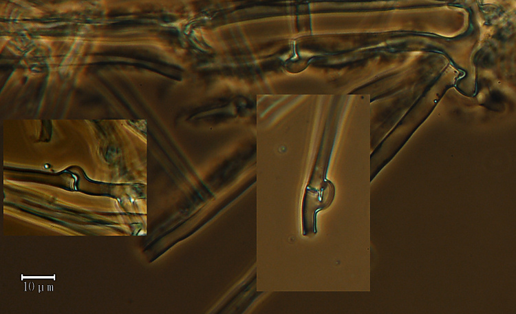Arancione e strano (Leucogyrophana mollusca)